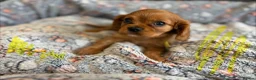 Cavalier King Charles Spaniel dogs for sale: Ruby&blenheim puppies  - Advert 2