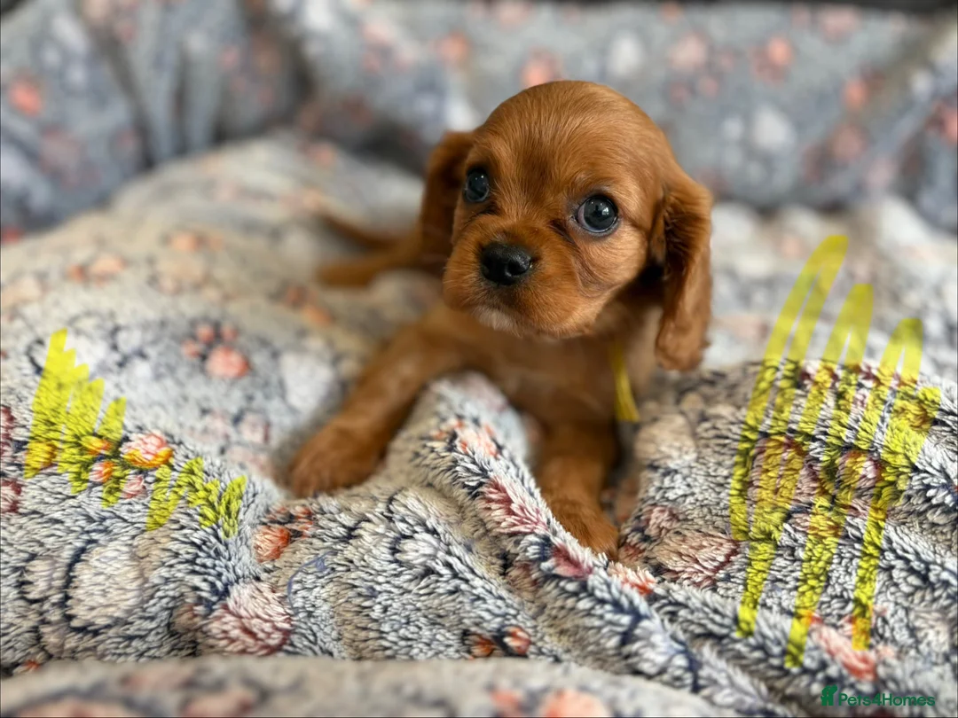 Cavalier King Charles Spaniel dogs for sale: Ruby&blenheim puppies  - Advert 2