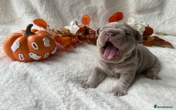 French Bulldog dogs for sale: Frenchie pups KC Registered  - Image 16