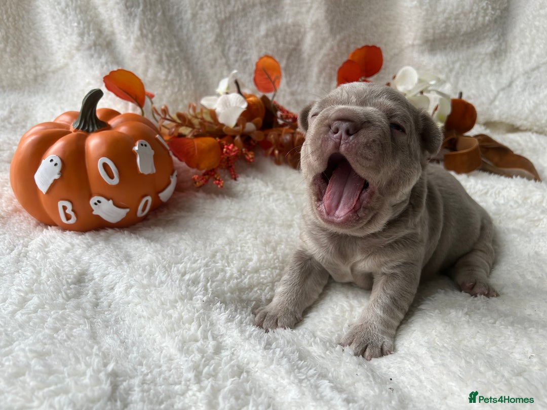 French Bulldog dogs for sale: Frenchie pups KC Registered  - Image 16