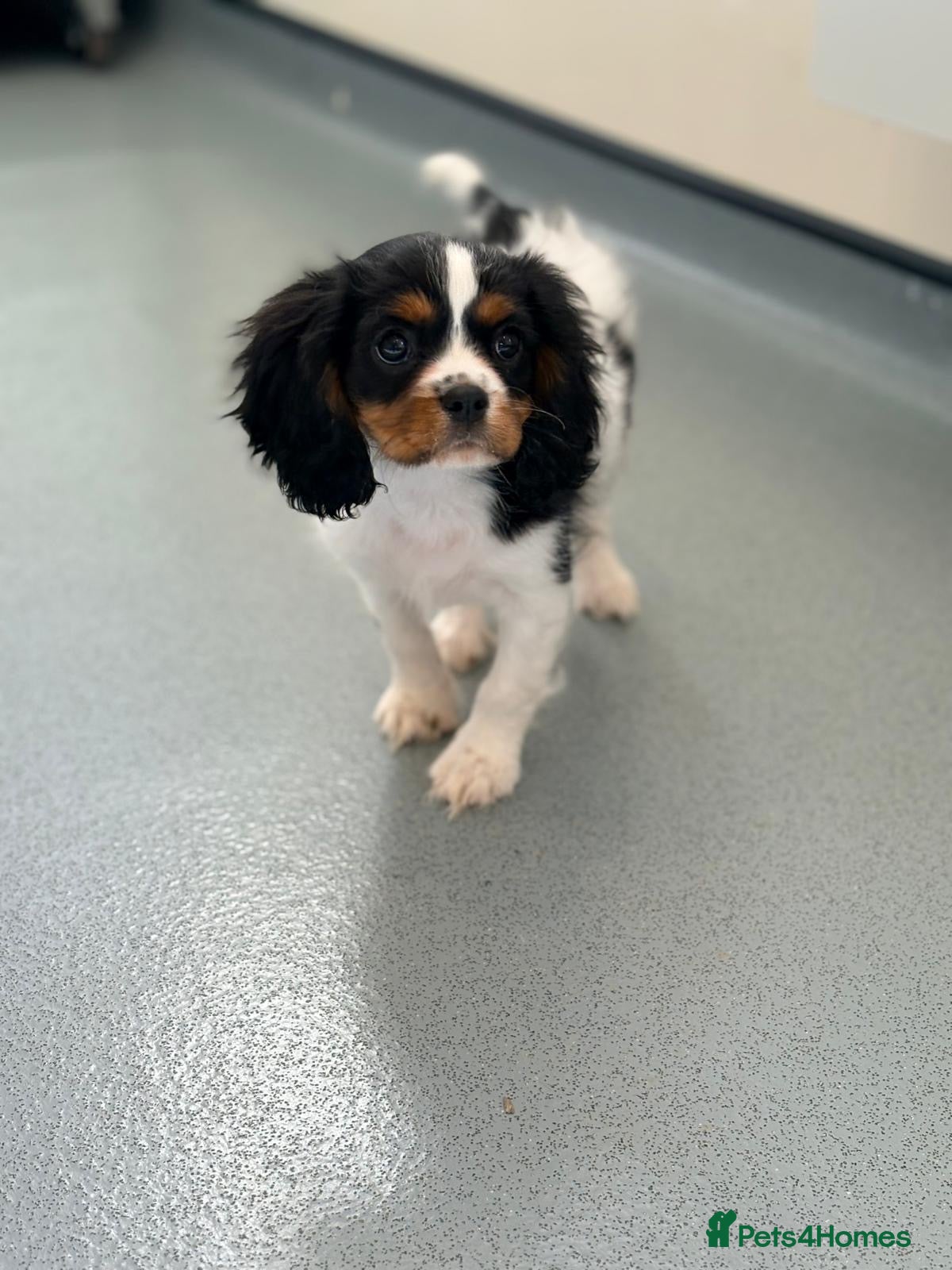 Cavalier King Charles Spaniel dogs Stunning little girl left !! - Advert 2