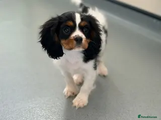 Cavalier King Charles Spaniel dogs Stunning little girl left !! - Advert 2