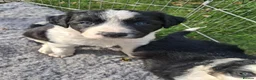 Mixed Breed dogs for sale: Lovely Sprollie Puppies  - Advert 5