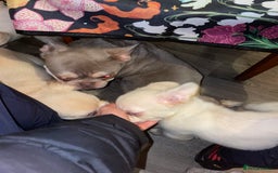 French Bulldog dogs for sale: 🐾 7 of the most Loving French Bulldogs 🐾🐶🩷 - Image 5