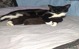 Mixed Breed cats for sale: 2 female kittens - Image 4