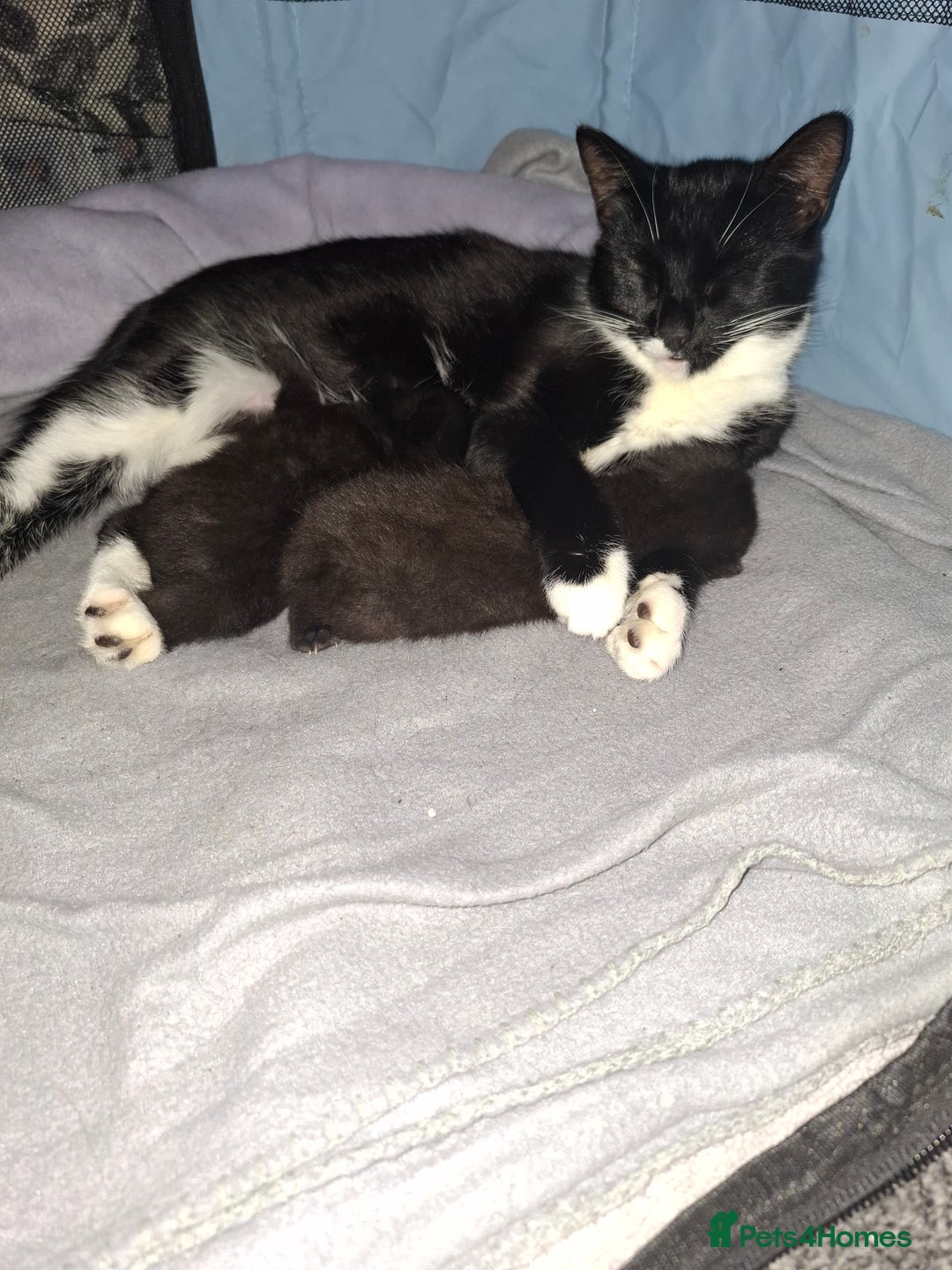 Mixed Breed cats for sale: 2 female kittens - Image 4