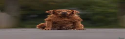 Golden Retriever dogs for sale: Fox Red Pedigree Golden Retriever Puppies for sale in Swadlincote - Advert 4