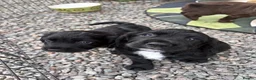 Cocker Spaniel dogs for sale: Cocker spaniel puppies - Advert 13