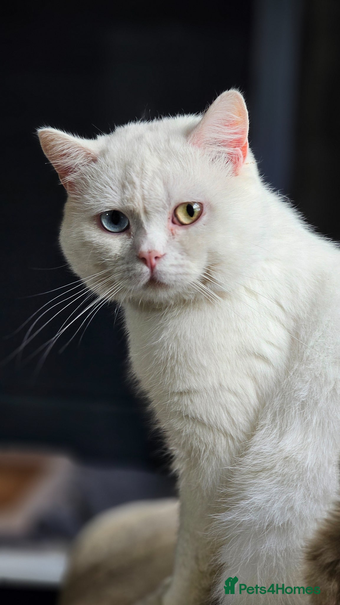 British Shorthair cats Pure British Shorthair WHITE Odd Eyes Male - Advert 2