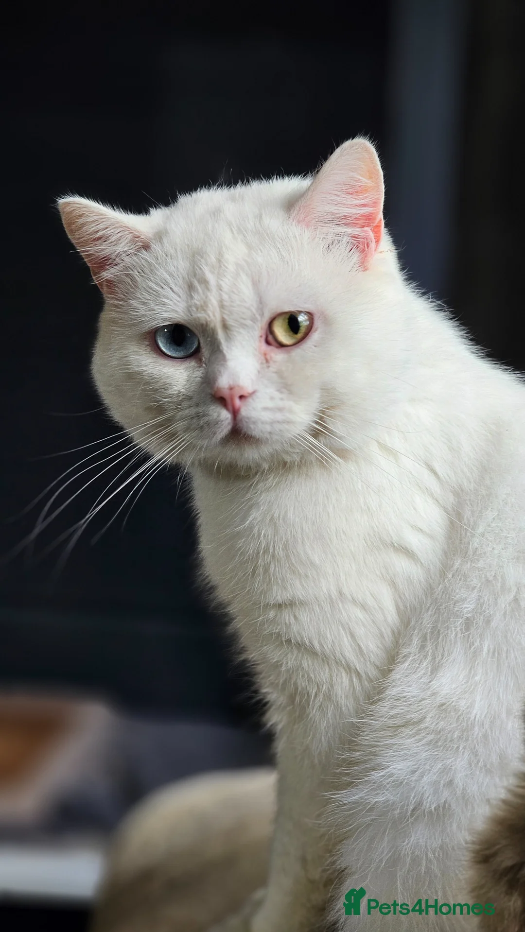 British Shorthair cats for sale: Pure British Shorthair WHITE Odd Eyes Male - Advert 1