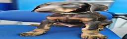 Dobermann dogs for sale: 💝🐾 Ready Now Chunky KC Registered pups 🐾 💝 - Advert 22