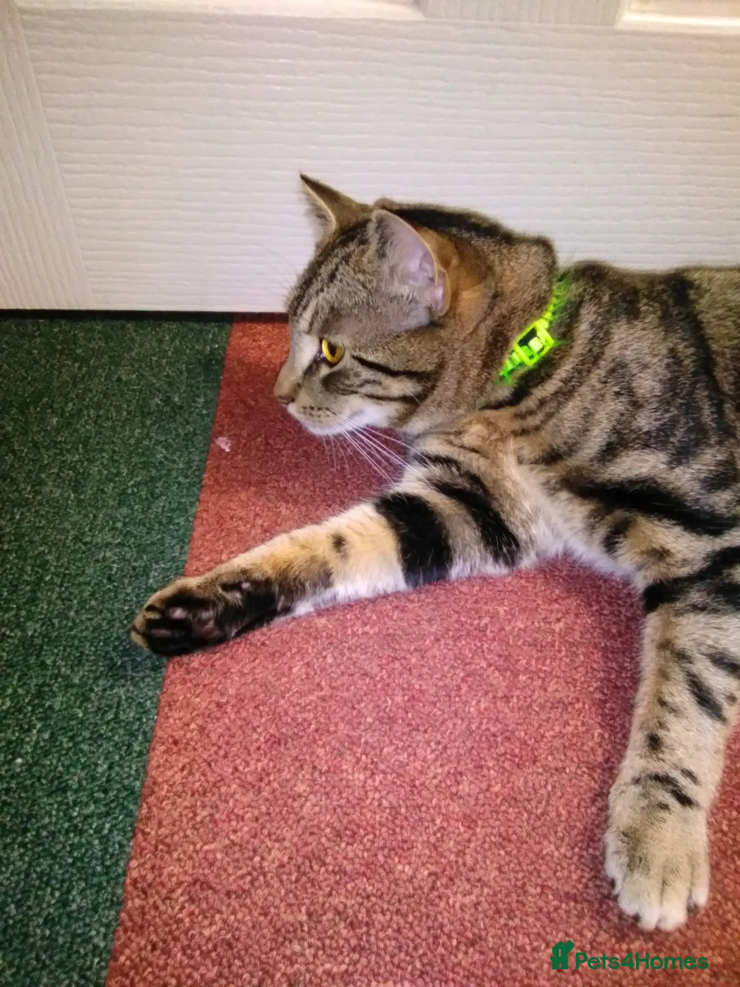 British Shorthair cats for sale: Handsome Fella - Advert 3