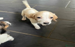 Beagle dogs for sale: Beautiful beagle puppies  - Image 5
