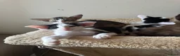 Oriental cats for sale: Pedigree GCCF Oriental Kittens  - Advert 19