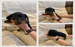 Dachshund dogs for sale: Standard dachshund puppies in Crawley - Image 8