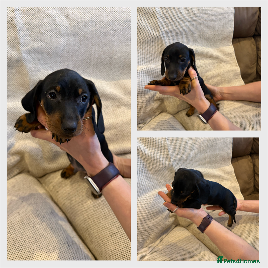 Dachshund dogs for sale: Standard dachshund puppies in Crawley - Image 8
