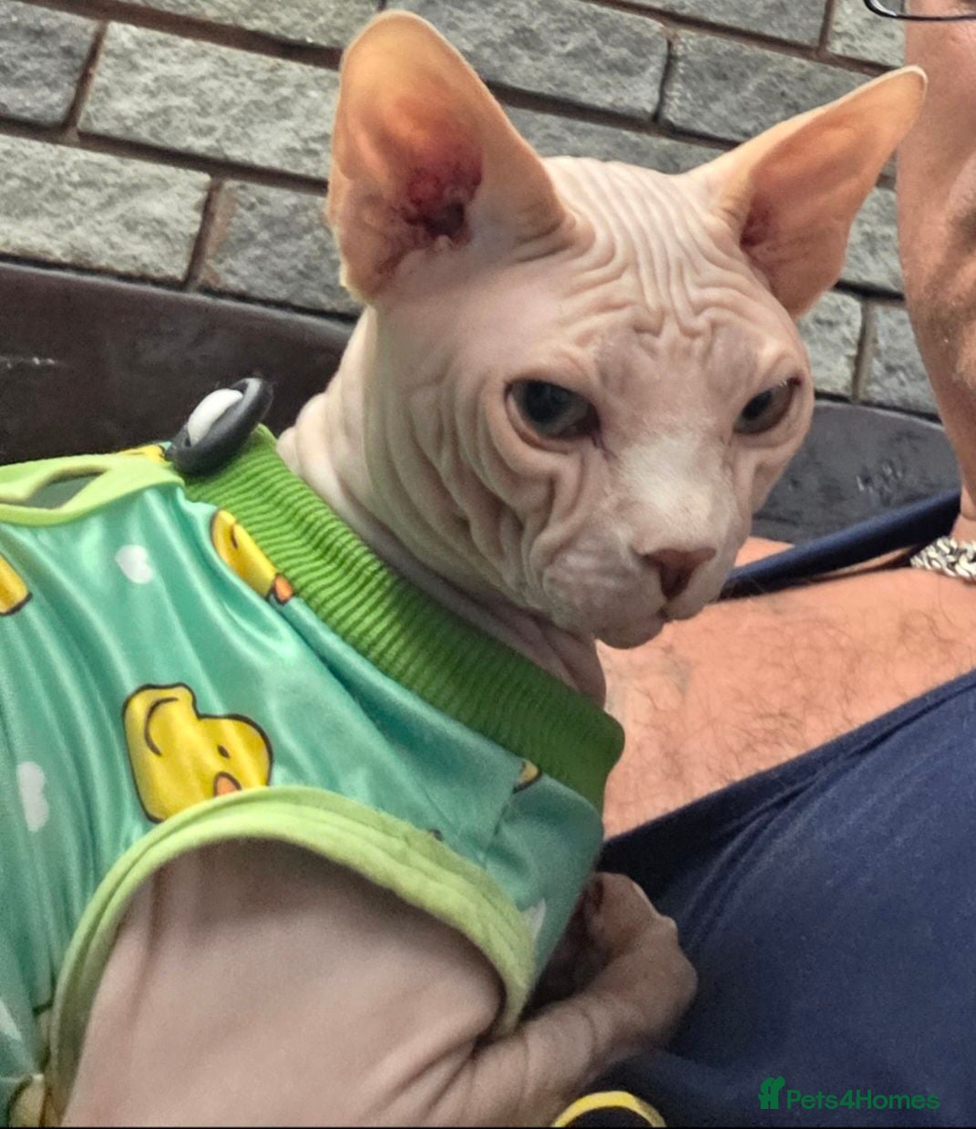 Sphynx cats Sphynx Stud Available for Mating - Advert 1