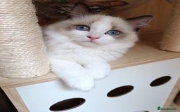 Ragdoll cats for sale: GCCF active registered female, championship bl  in Leyland - Image 3