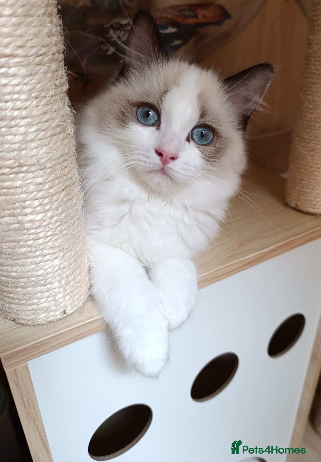 Ragdoll cats for sale: GCCF active registered female, championship bl  in Leyland - Image 3