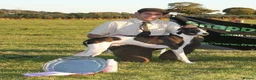 Mixed Breed dogs for sale: Bedlington whippets  - Advert 4