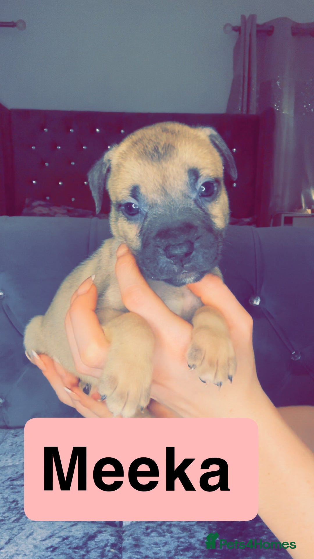 Mixed Breed dogs for sale: Mastiff puppies - Advert 25