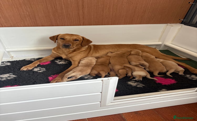 Labrador Retriever dogs - Advert 5