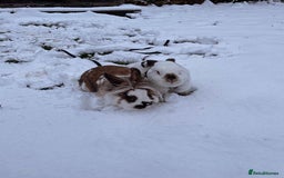 English Spot rabbits for sale: Bonded pair male and female around 4 years - Image 2