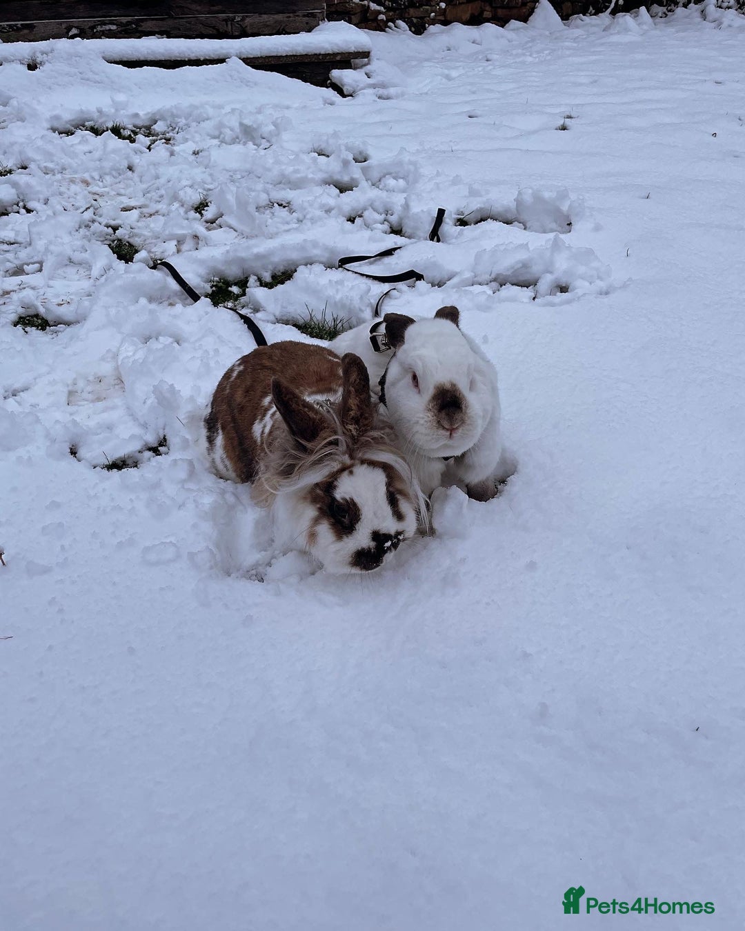 English Spot rabbits for sale: Bonded pair male and female around 4 years - Image 2