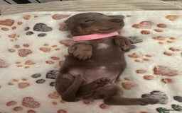 Miniature Dachshund dogs for sale: Miniature daschund puppies - Image 20