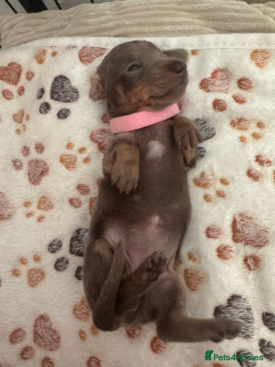 Miniature Dachshund dogs for sale: Miniature daschund puppies - Image 20