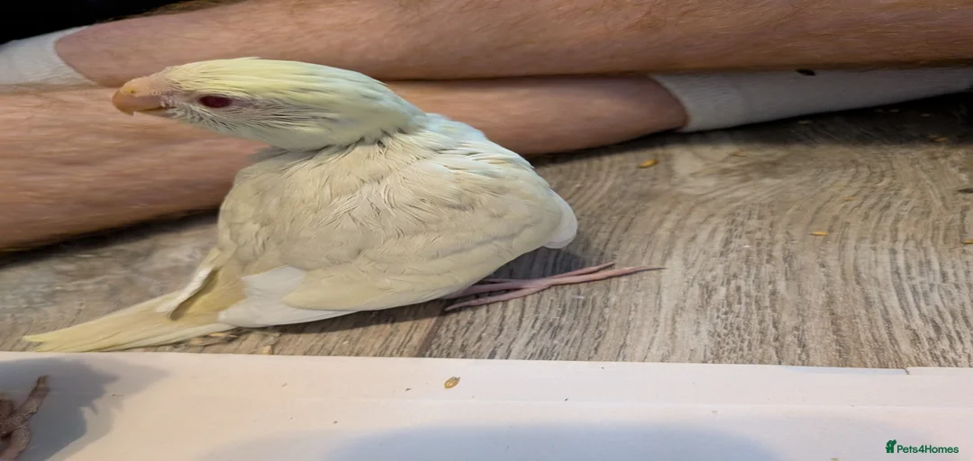 Gallery Image {{count}}