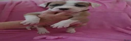American Bulldog dogs for sale: Outstanding Merle American Bulldogs - Advert 13
