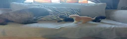 Mixed Breed cats for sale: Beautiful fluffy kittens - Advert 10