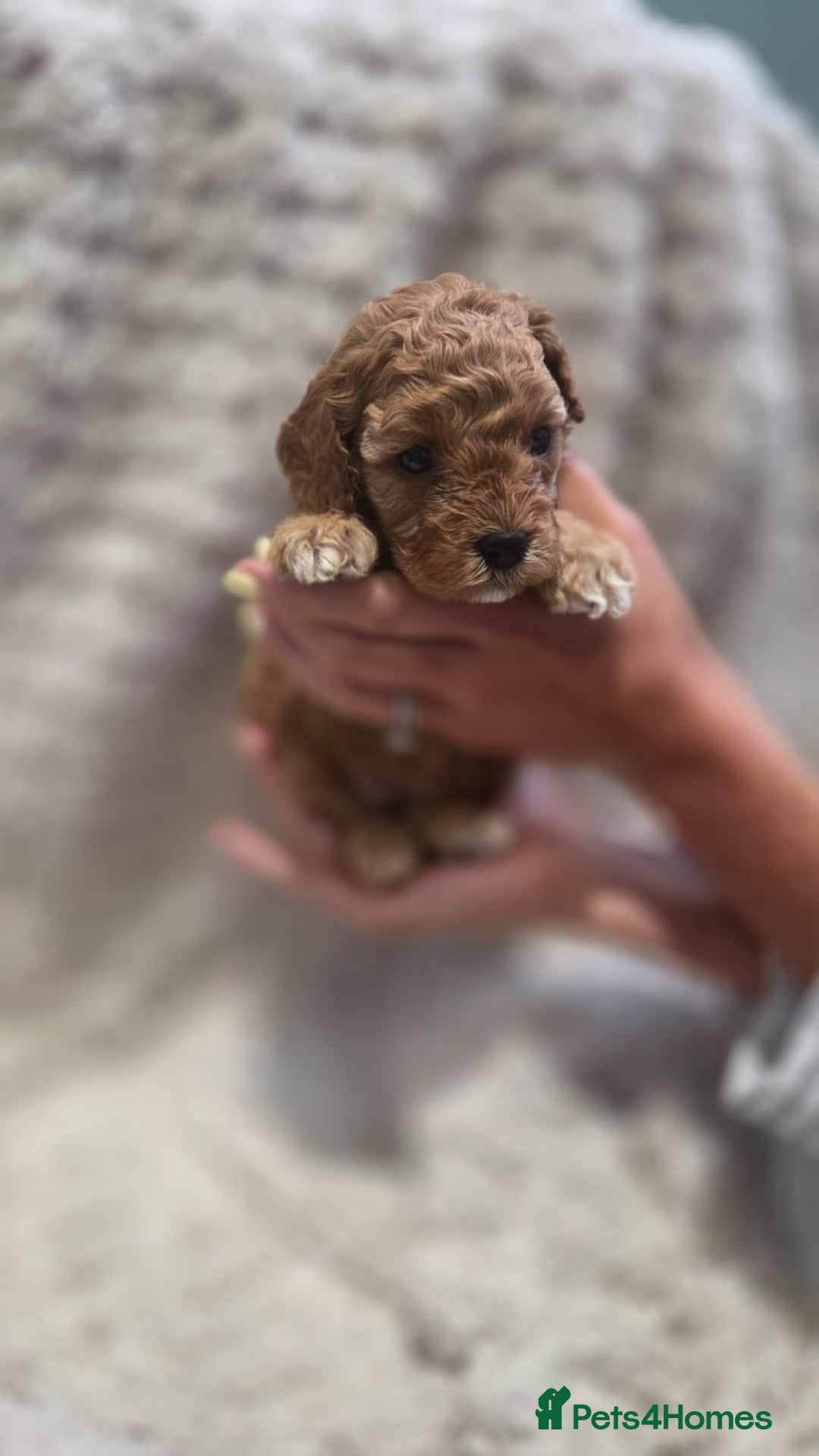 Cavapoo dogs for sale: 🌟 Rare Tiny Toy Cavapoo's F1B - Image 3