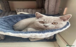 British Shorthair cats for sale: 🐾 TOP QUALLITY LILAC BSH reg GCCF purebred 🐾 - Image 19