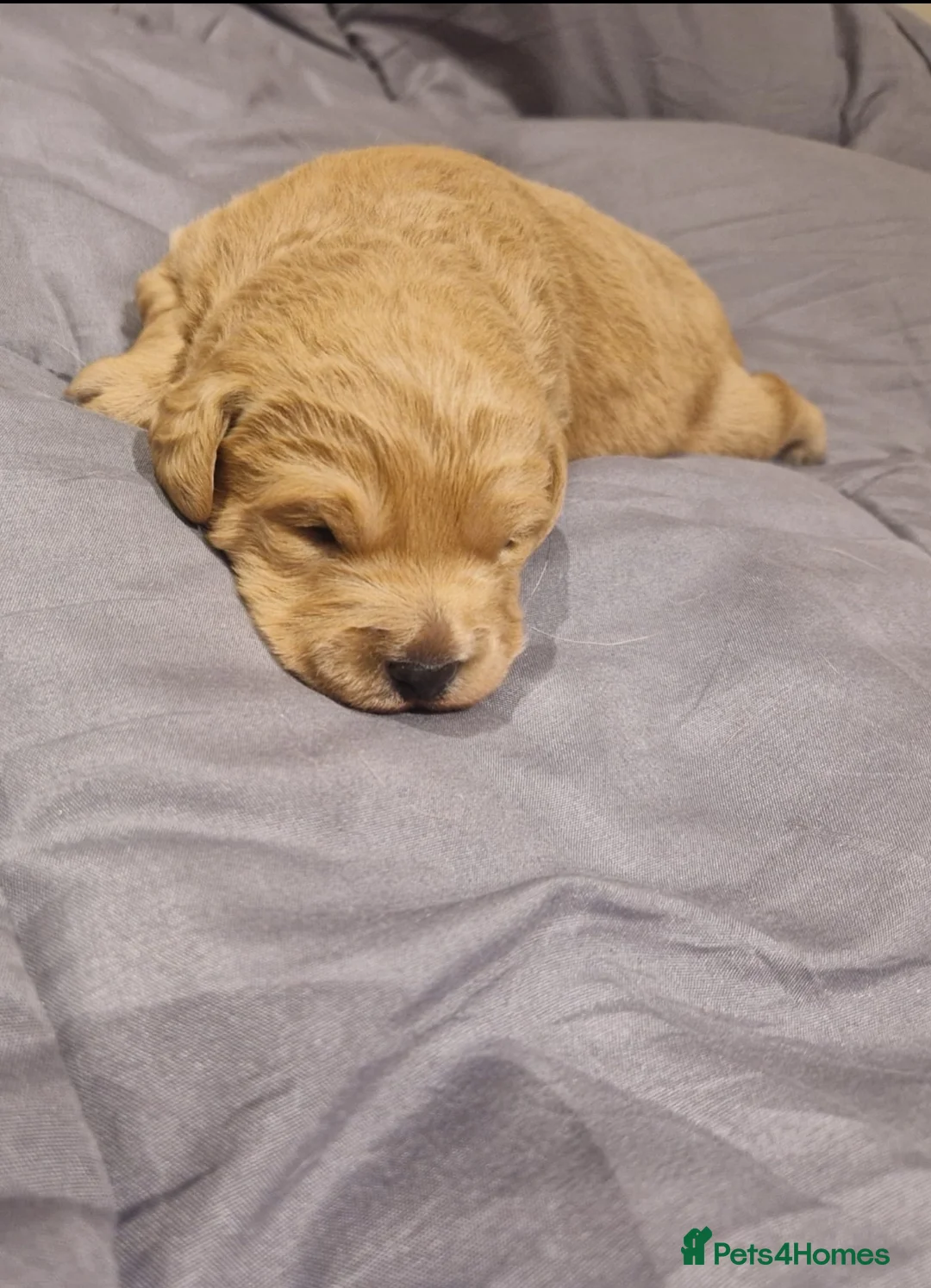 Labradoodle dogs for sale: Miniature labradoodle boys - Advert 15