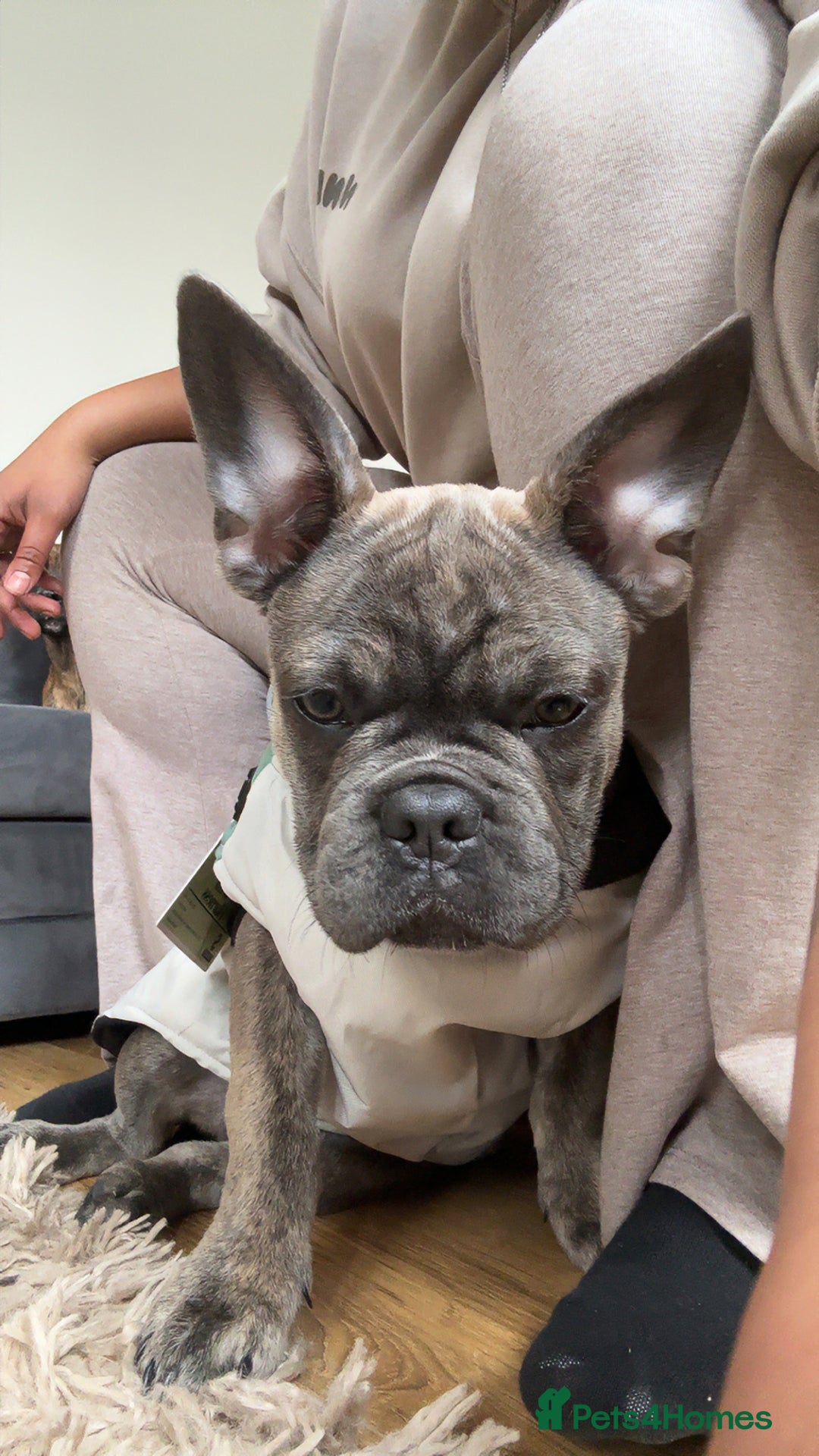 French Bulldog dogs for sale: Chicco for re homing. - Image 3