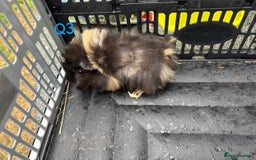 Guinea Pig rodents for sale: Baby female and male guinea pigs for sale - Image 13