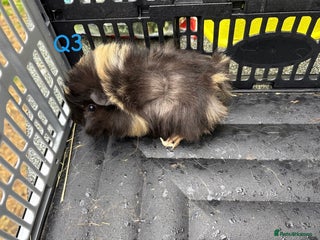 Guinea Pig rodents - Advert 15