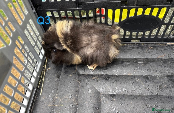 Guinea Pig rodents - Advert 19