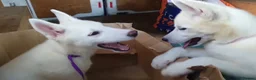 Siberian Husky dogs for sale: 1 white female husky pup 1st & 2nd Vaccines! - Advert 8