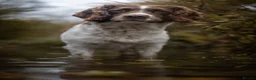 English Springer Spaniel dogs for stud: English springer Spaniel "Rolo" in Plymouth - Advert 2