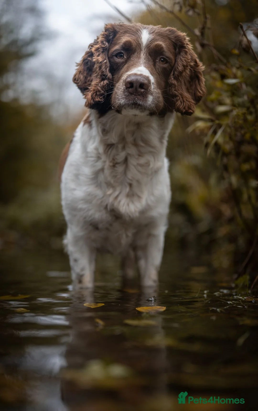 English Springer Spaniel dogs for stud: English springer Spaniel "Rolo" in Plymouth - Advert 2