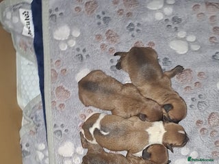 Mixed Breed dogs - Advert 19