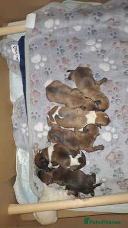 Mixed Breed dogs - Advert 2