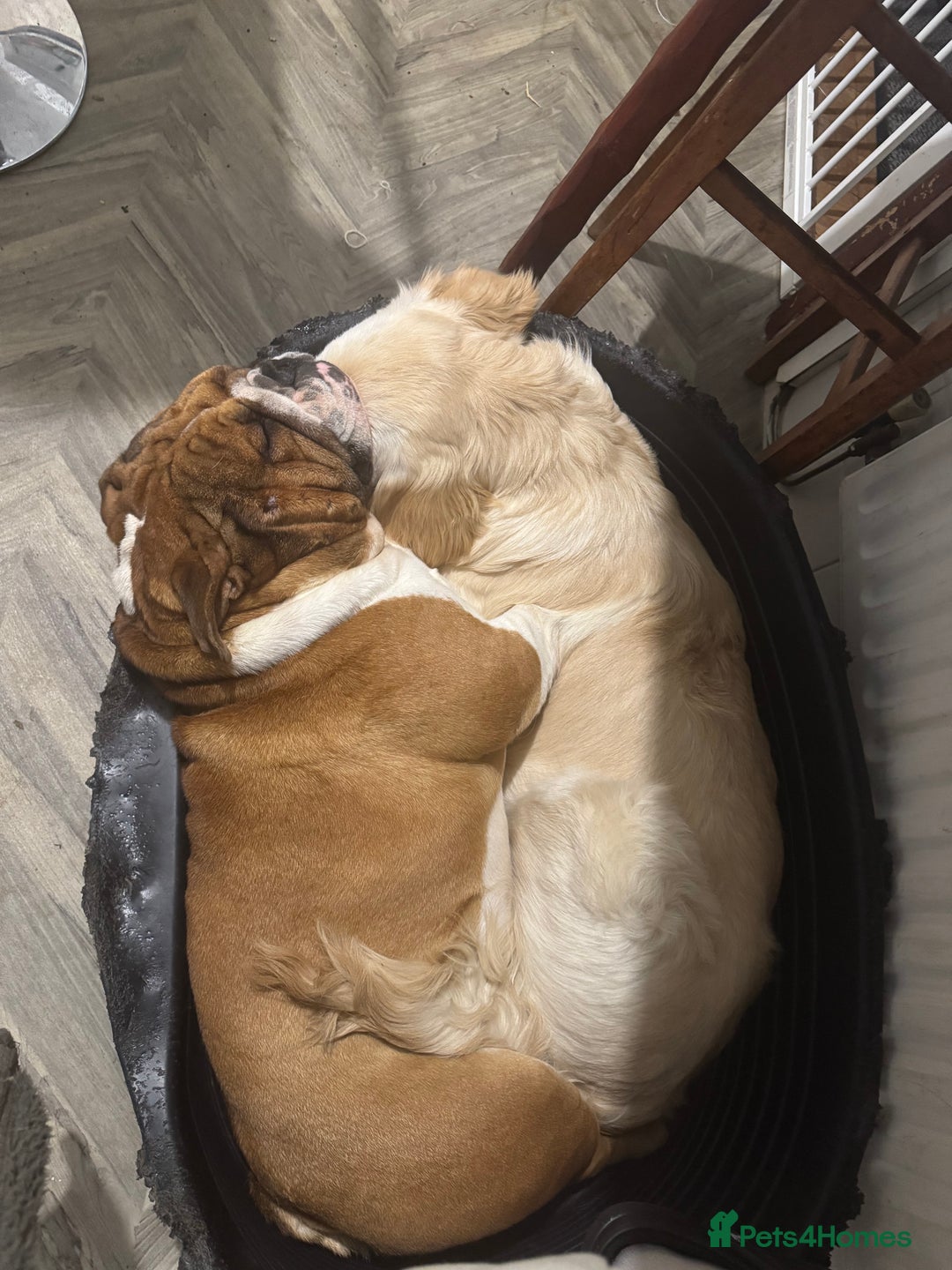 English Bulldog dogs for stud: Stunning Red/white English bulldog for stud  - Advert 3