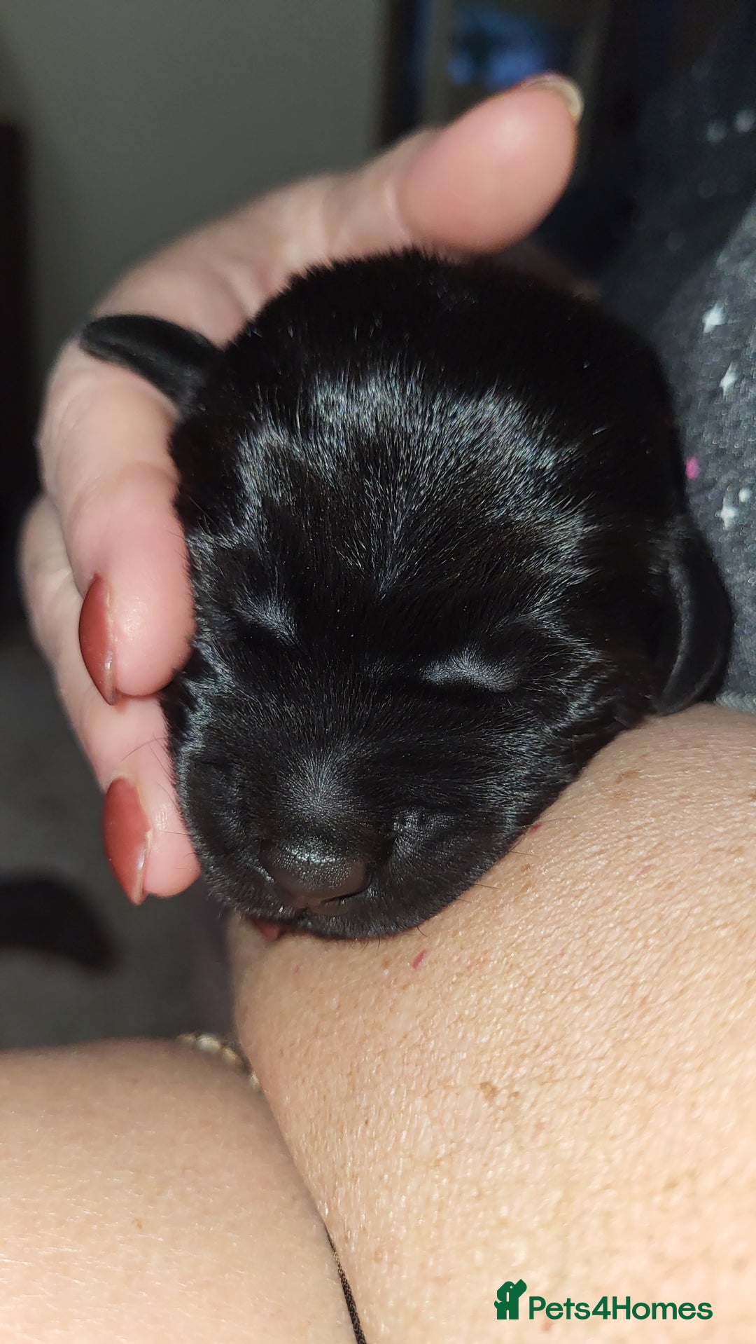 Labrador Retriever dogs for sale: Pedigree Labrador puppies - strong and healthy  - Image 9