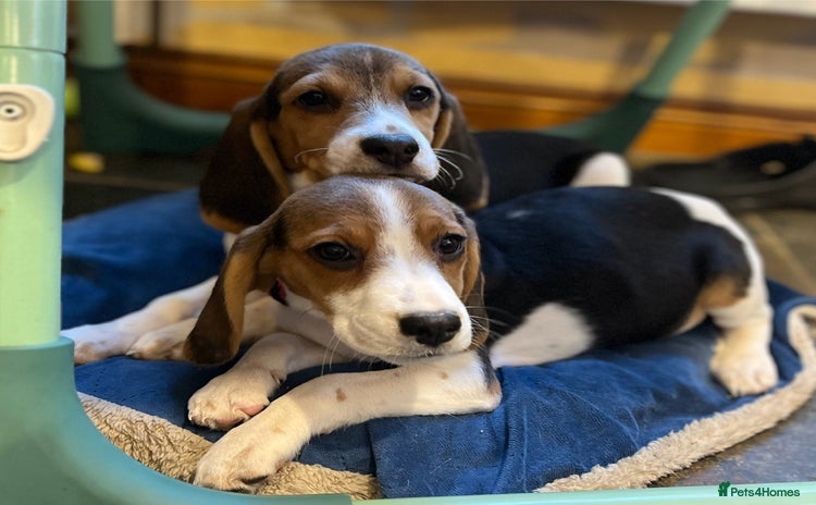 Beagle dogs - Advert 3