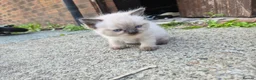 Mixed Breed cats for sale: 5 Adorable Kittens Looking for Loving Homes - Advert 4