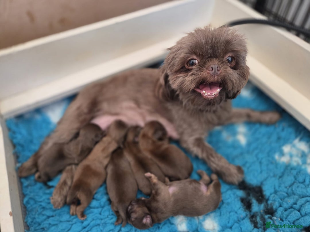 Shih Tzu dogs for sale: KENNEL CLUB CHOC IMPERIAL SHIHTZU - Image 10